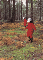3_forrest.png